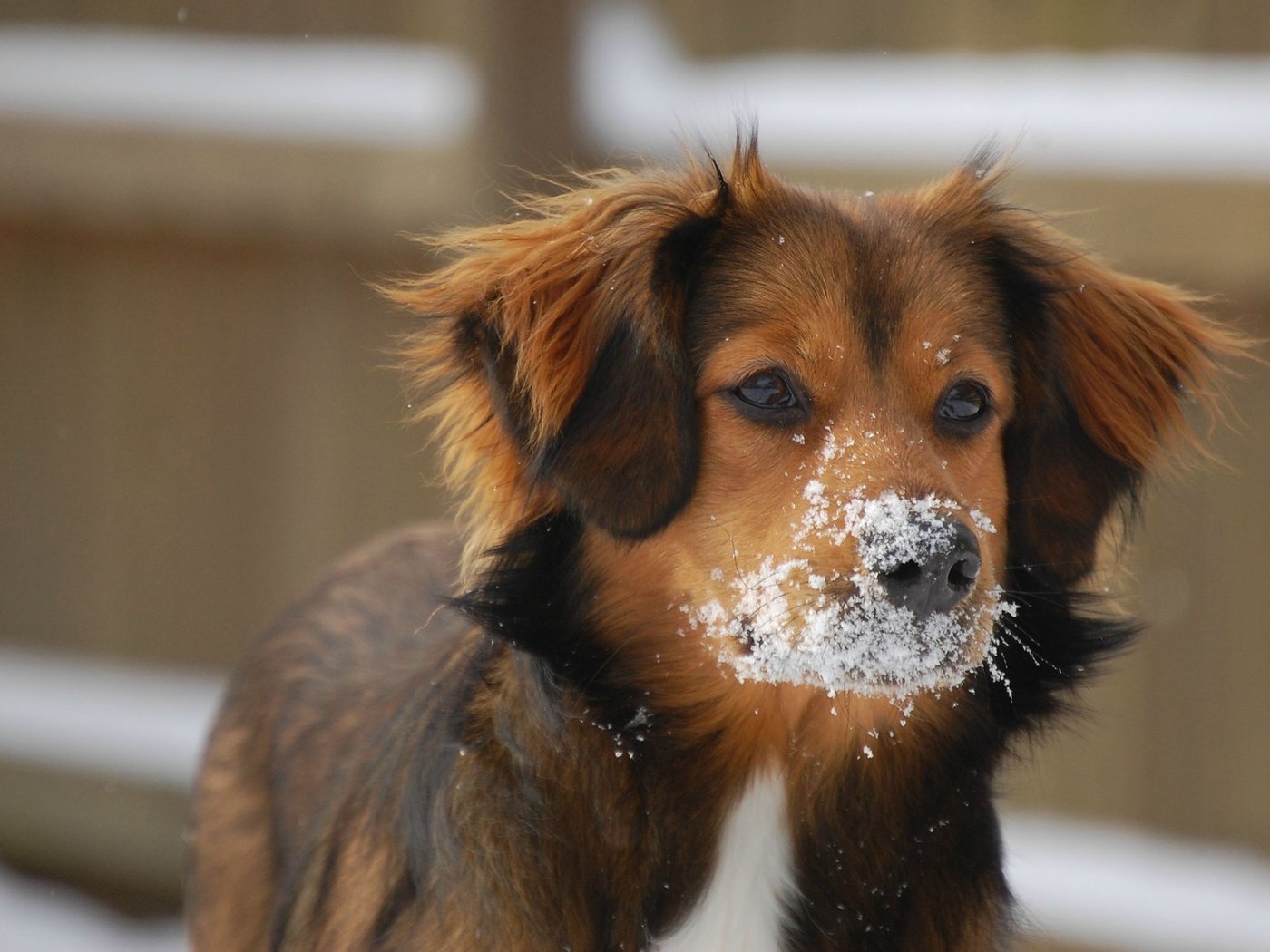 Обои глаза, снег, зима, мордочка, взгляд, собака, уши, eyes, snow, winter, muzzle, look, dog, ears разрешение 2560x1600 Загрузить