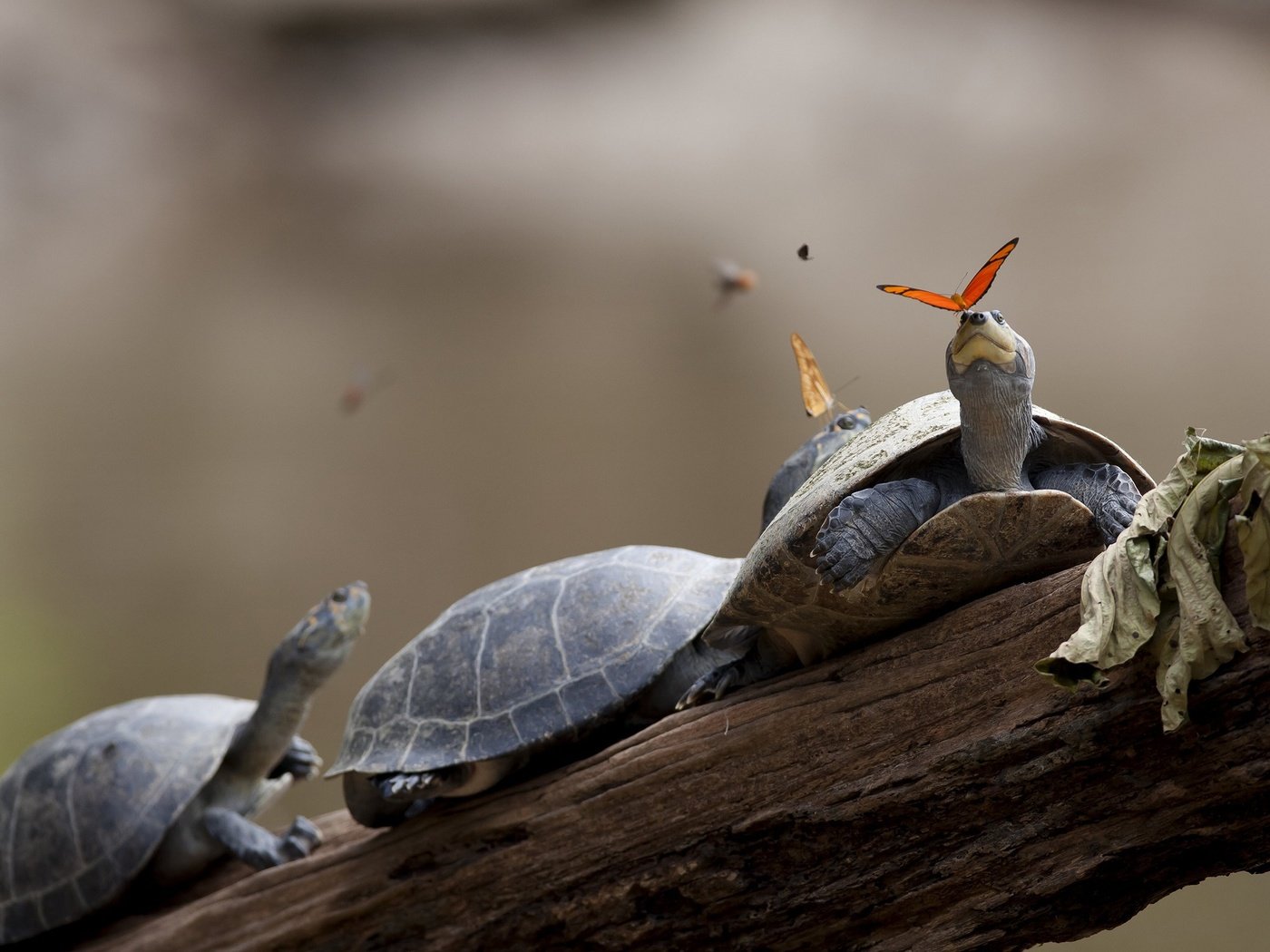 Обои панцирь, бабочки, черепахи, shell, butterfly, turtles разрешение 2560x1600 Загрузить