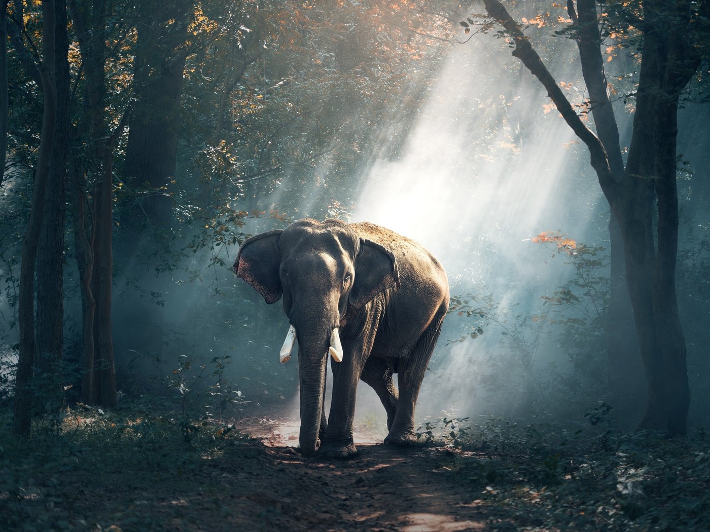 Обои природа, лес, лучи, слон, индия, nature, forest, rays, elephant, india разрешение 3500x2388 Загрузить