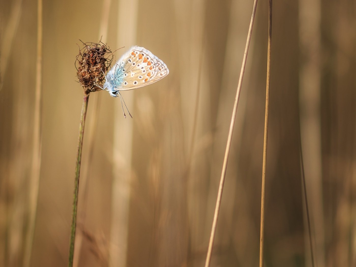 Обои трава, растения, насекомое, бабочка, крылья, стебли, grass, plants, insect, butterfly, wings, stems разрешение 2560x1600 Загрузить