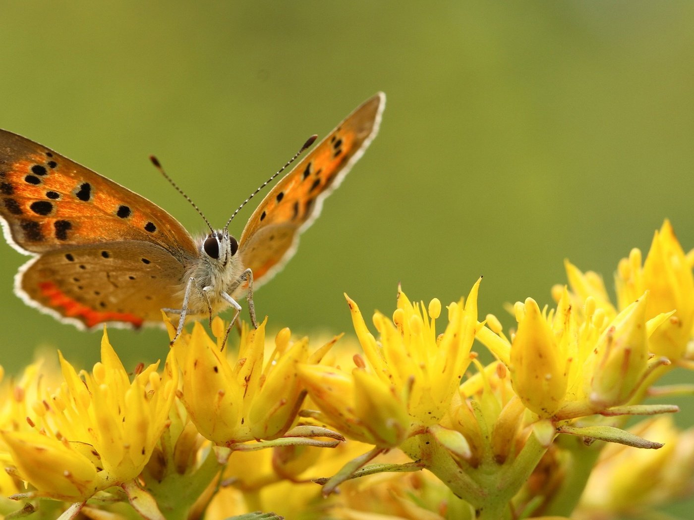 Обои цветы, насекомое, бабочка, крылья, flowers, insect, butterfly, wings разрешение 1920x1200 Загрузить