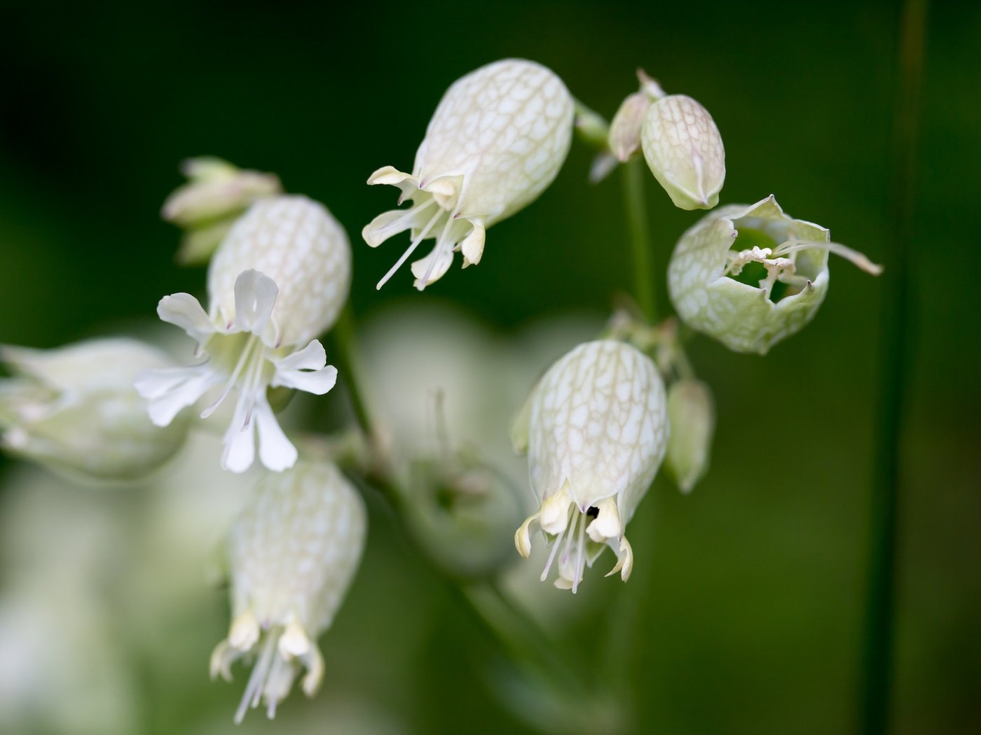 Обои цветы, макро, белые, луговые, смолевка, смолевка обыкновенная, flowers, macro, white, meadow, campion, silene vulgaris разрешение 2048x1365 Загрузить