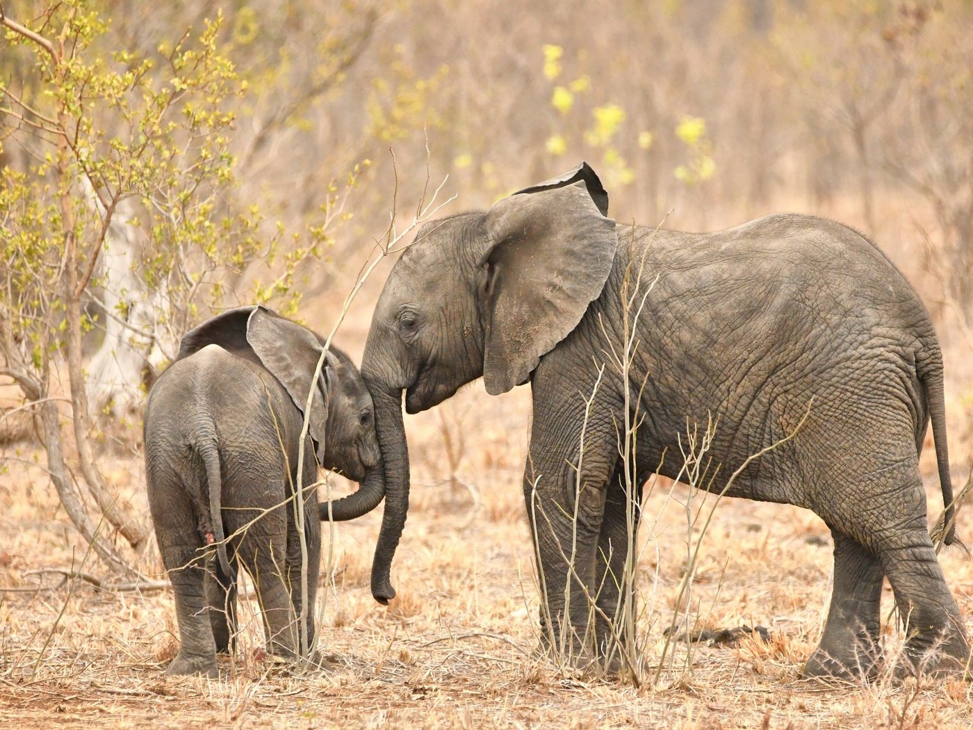 Обои природа, африка, слоны, хобот, nature, africa, elephants, trunk разрешение 2048x1365 Загрузить