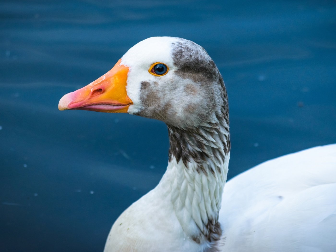 Обои вода, фон, птица, гусь, water, background, bird, goose разрешение 5983x3365 Загрузить