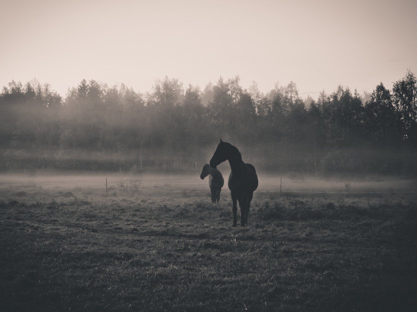 Обои утро, животные, туман, рассвет, чёрно-белое, силуэт, лошади, morning, animals, fog, dawn, black and white, silhouette, horse разрешение 4422x3101 Загрузить