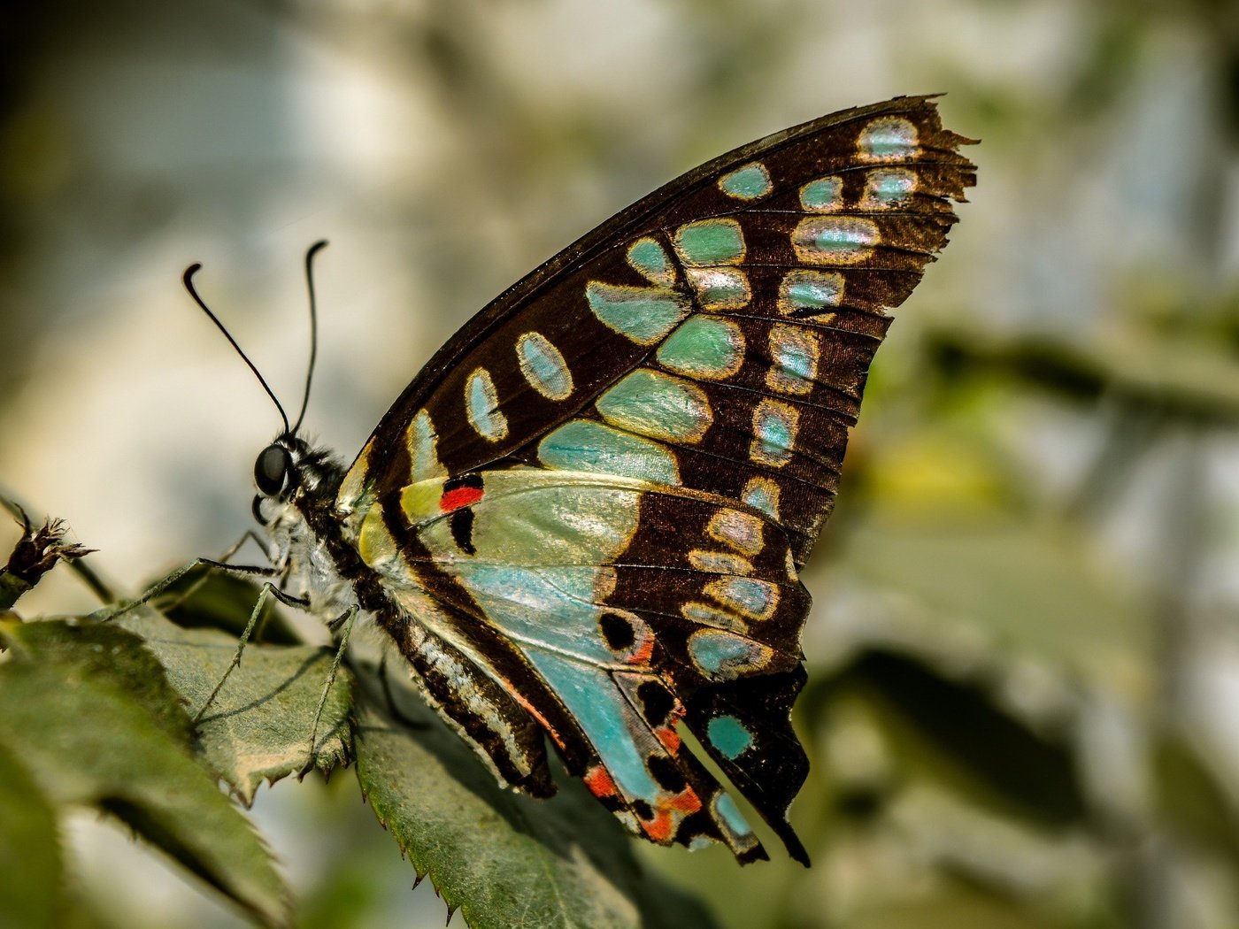 Фото крыльев бабочки