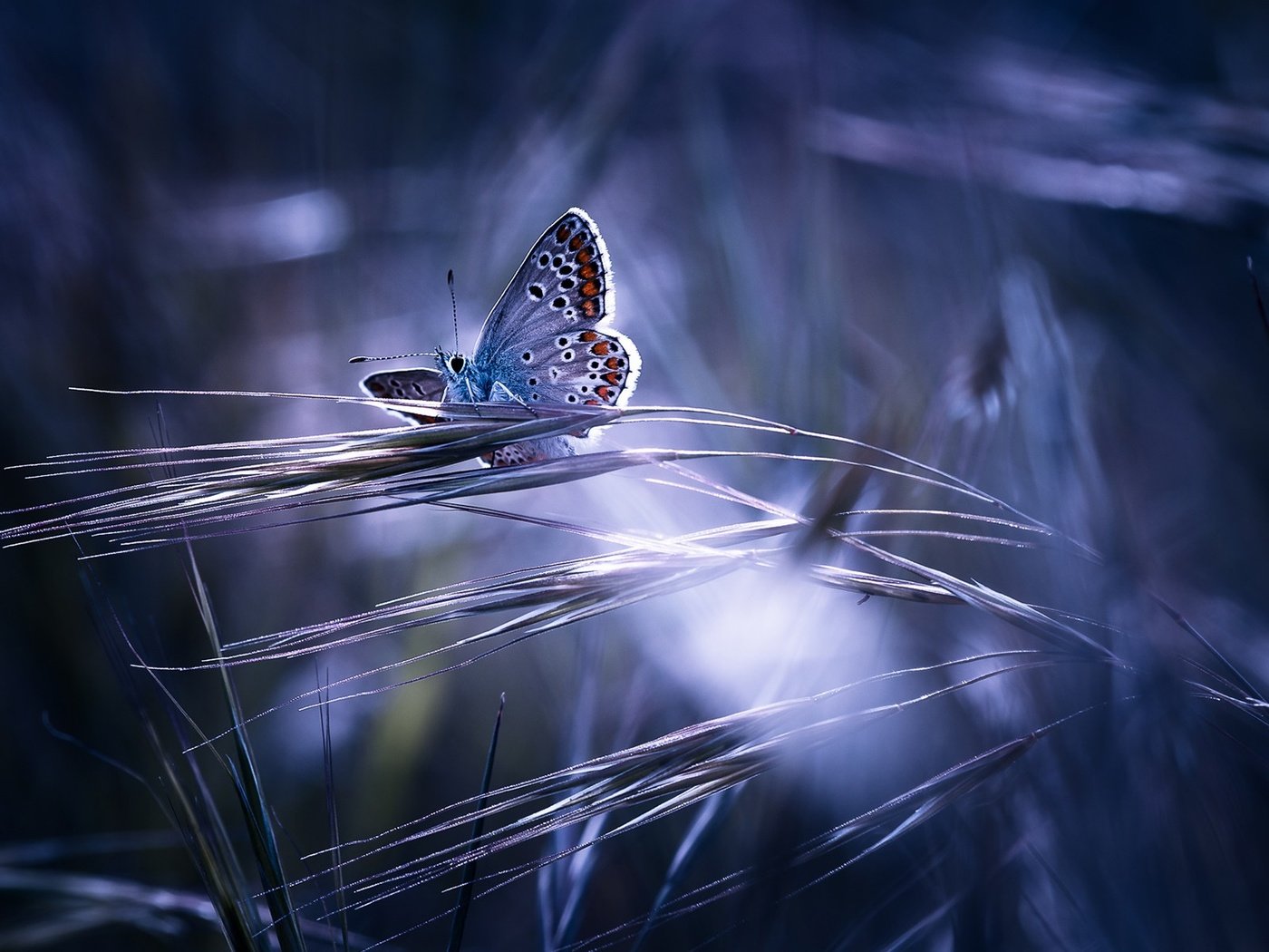 Обои трава, насекомое, бабочка, крылья, колоски, guillaume, grass, insect, butterfly, wings, spikelets разрешение 1920x1200 Загрузить