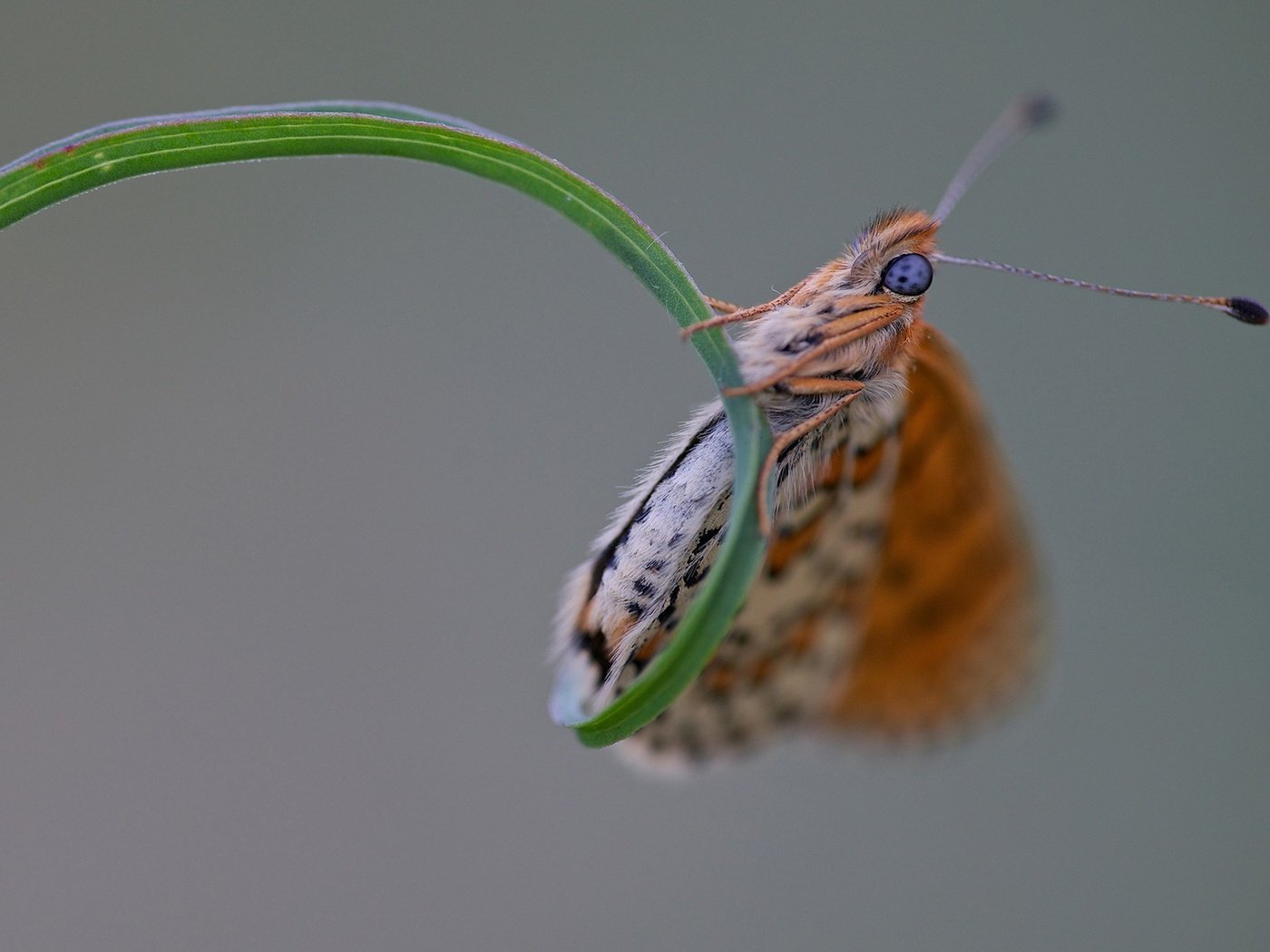 Обои трава, макро, насекомое, бабочка, крылья, травинка, grass, macro, insect, butterfly, wings, a blade of grass разрешение 1920x1200 Загрузить