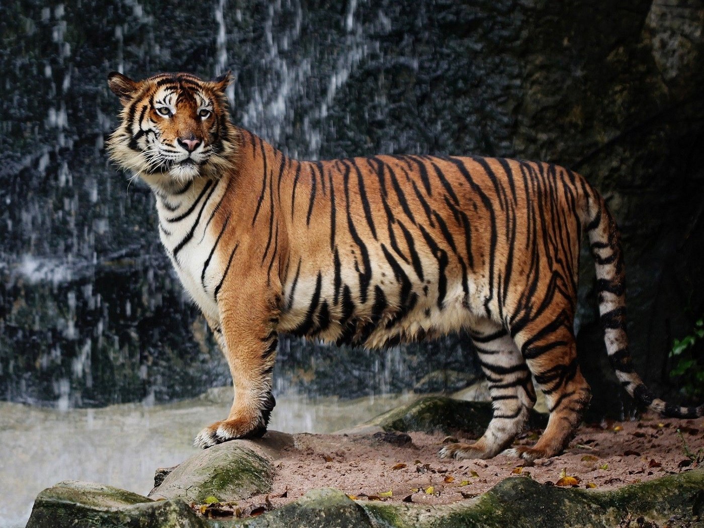 Обои тигр, природа, большая кошка, животное, дикая природа, зоопарк, tiger, nature, big cat, animal, wildlife, zoo разрешение 1920x1200 Загрузить