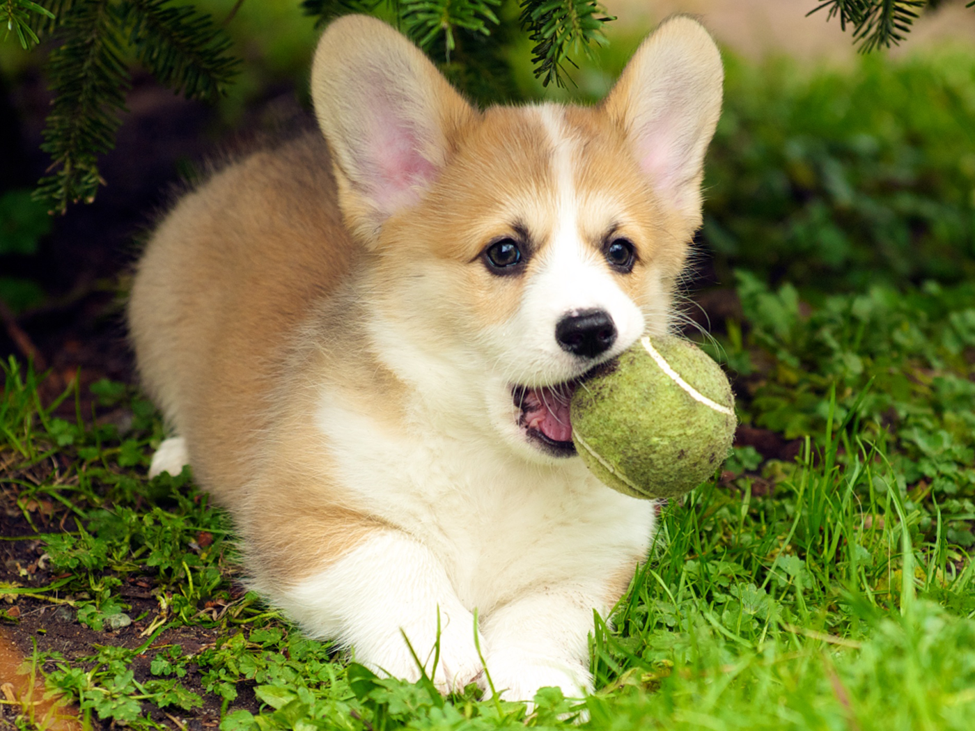 Обои трава, собака, щенок, язык, мячик, вельш-корги, пемброк, grass, dog, puppy, language, the ball, welsh corgi, pembroke разрешение 1920x1080 Загрузить