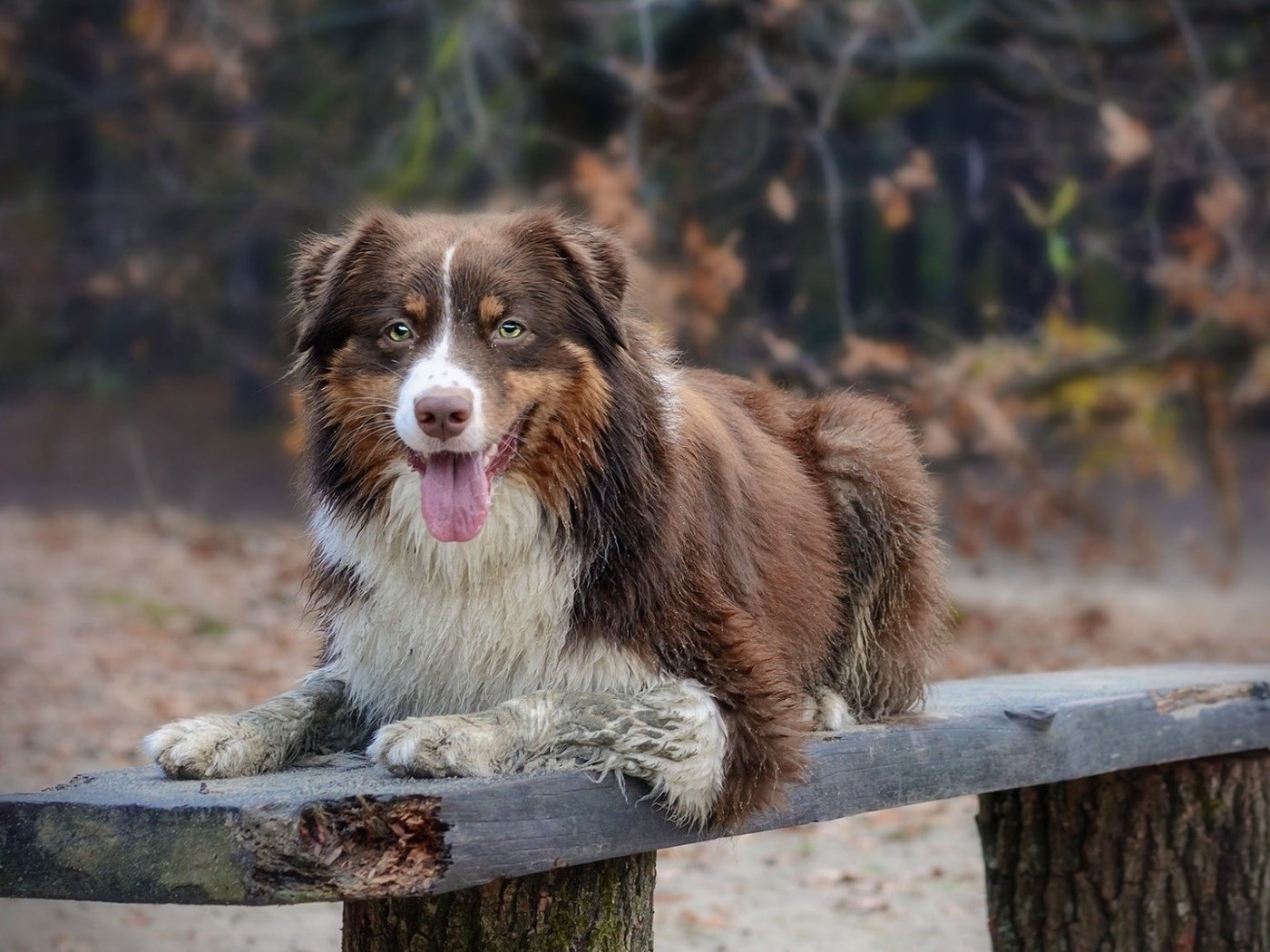 Обои взгляд, собака, скамья, австралийская овчарка, look, dog, bench, australian shepherd разрешение 1920x1080 Загрузить