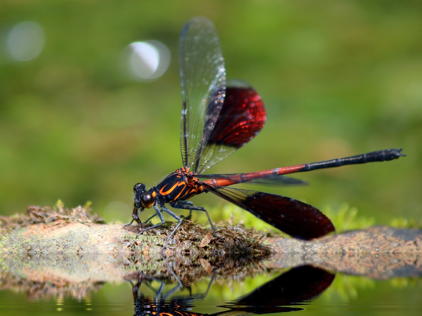 Обои насекомое, крылья, стрекоза, insect, wings, dragonfly разрешение 4852x3235 Загрузить