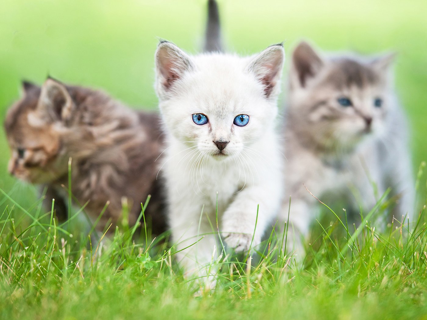 Обои глаза, трава, взгляд, коты, кошки, котята, rita kochmarjova, eyes, grass, look, cats, kittens разрешение 2560x1600 Загрузить