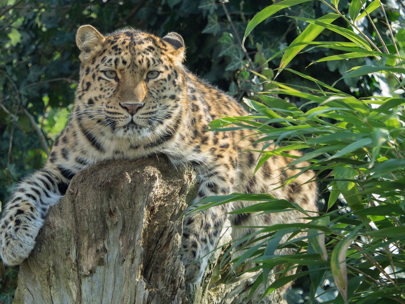 Обои растения, леопард, хищник, большая кошка, амурский, william warby, plants, leopard, predator, big cat, amur разрешение 3840x2400 Загрузить