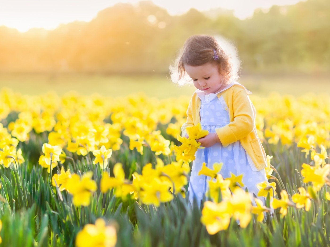 Обои цветы, солнце, поле, девочка, ребенок, нарциссы, flowers, the sun, field, girl, child, daffodils разрешение 3600x2400 Загрузить