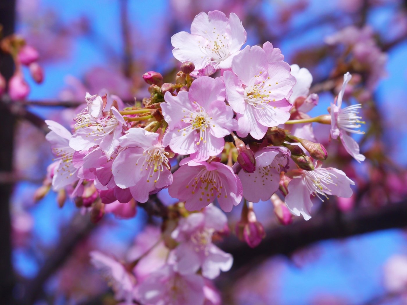 Обои небо, цветы, дерево, цветение, весна, вишня, крупным планом, the sky, flowers, tree, flowering, spring, cherry, closeup разрешение 3214x2414 Загрузить