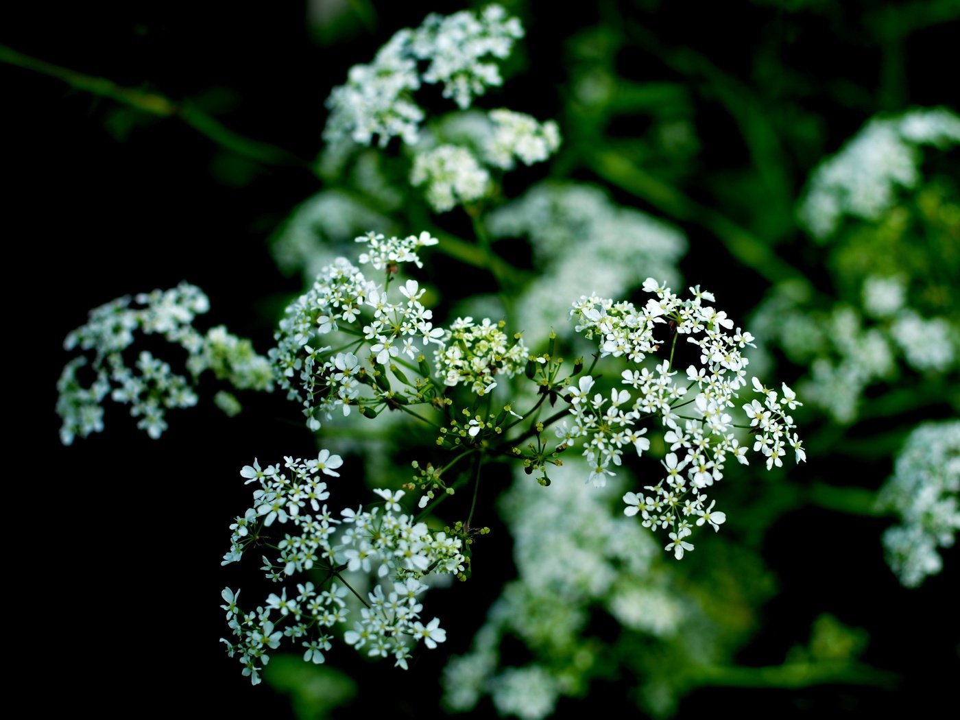 Обои цветы, природа, цветение, макро, белые, flowers, nature, flowering, macro, white разрешение 6000x3569 Загрузить