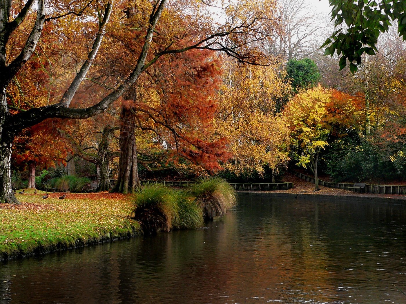 Обои деревья, растение, река, природа, листья, парк, осень, сад, пруд, trees, plant, river, nature, leaves, park, autumn, garden, pond разрешение 2400x1540 Загрузить