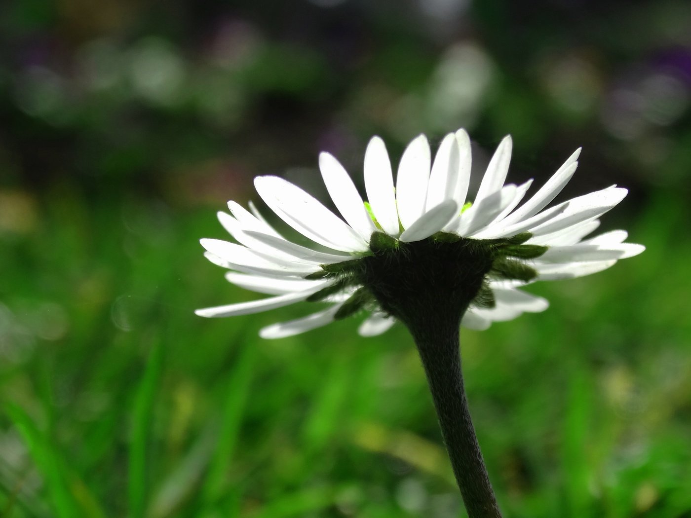 Обои макро, цветок, лепестки, ромашка, размытость, белая, macro, flower, petals, daisy, blur, white разрешение 4056x2768 Загрузить