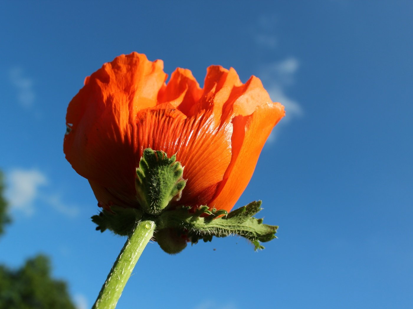 Обои небо, природа, цветок, красный, мак, макросъемка, стебель, the sky, nature, flower, red, mac, macro, stem разрешение 5184x3456 Загрузить