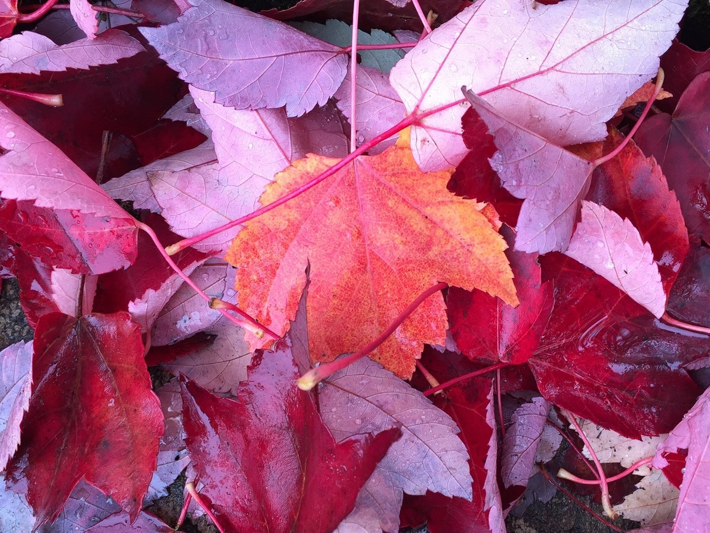 Обои дерево, листья, осень, растение, клен, tree, leaves, autumn, plant, maple разрешение 2560x1440 Загрузить