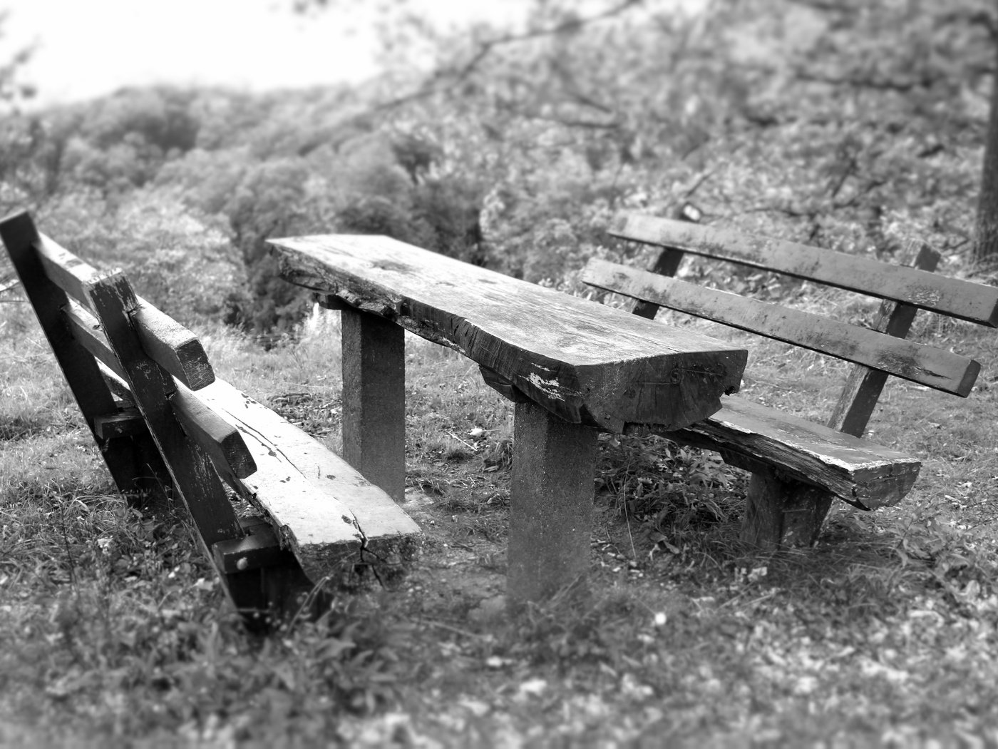 Обои трава, парк, чёрно-белое, стол, скамейки, лавочка, grass, park, black and white, table, benches, shop разрешение 5184x3456 Загрузить