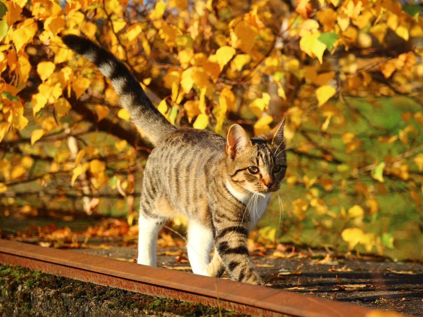Обои природа, листья, кот, листва, кошка, осень, котенок, nature, leaves, cat, foliage, autumn, kitty разрешение 5184x3456 Загрузить