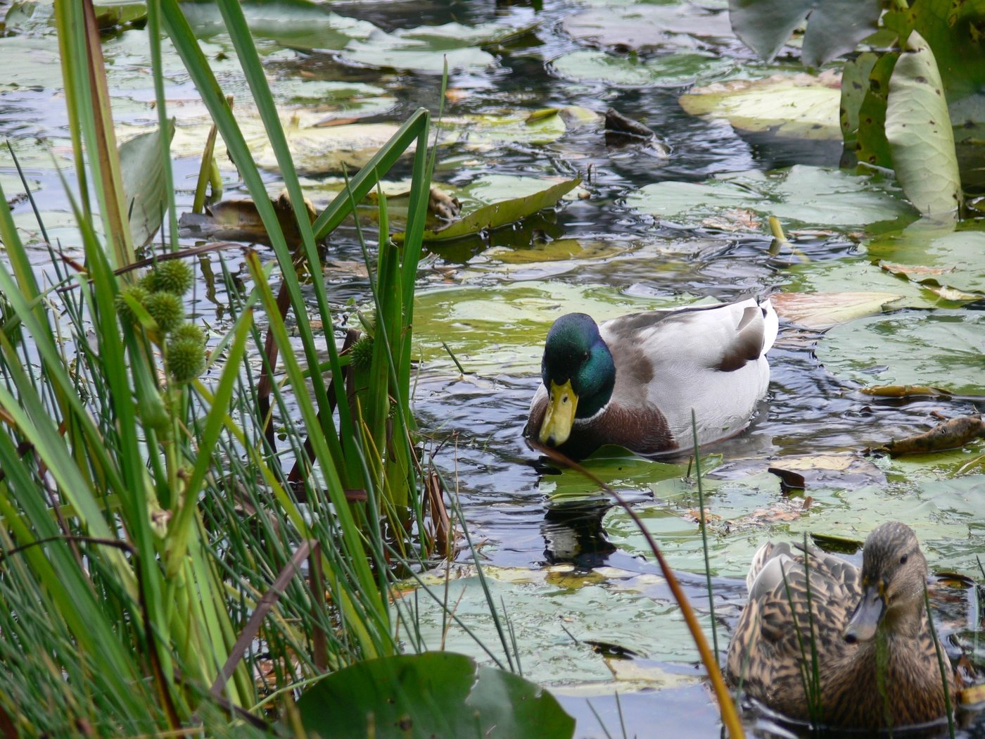 Обои вода, озеро, птицы, пруд, утки, утка, water, lake, birds, pond, duck разрешение 3264x2448 Загрузить