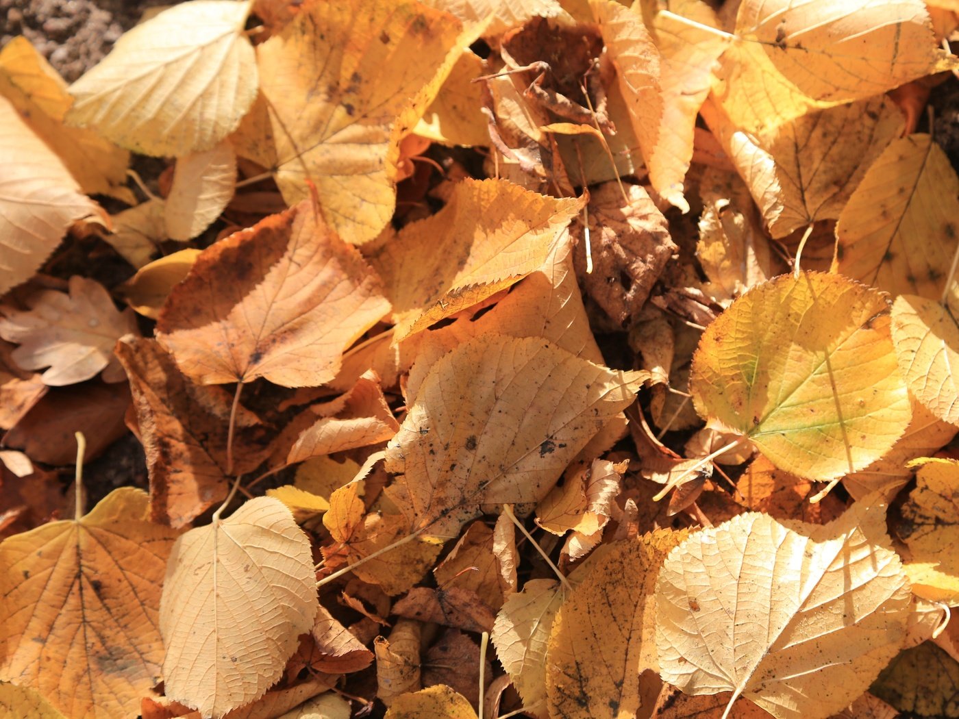 Обои природа, листья, осень, сухие, nature, leaves, autumn, dry разрешение 5472x3648 Загрузить