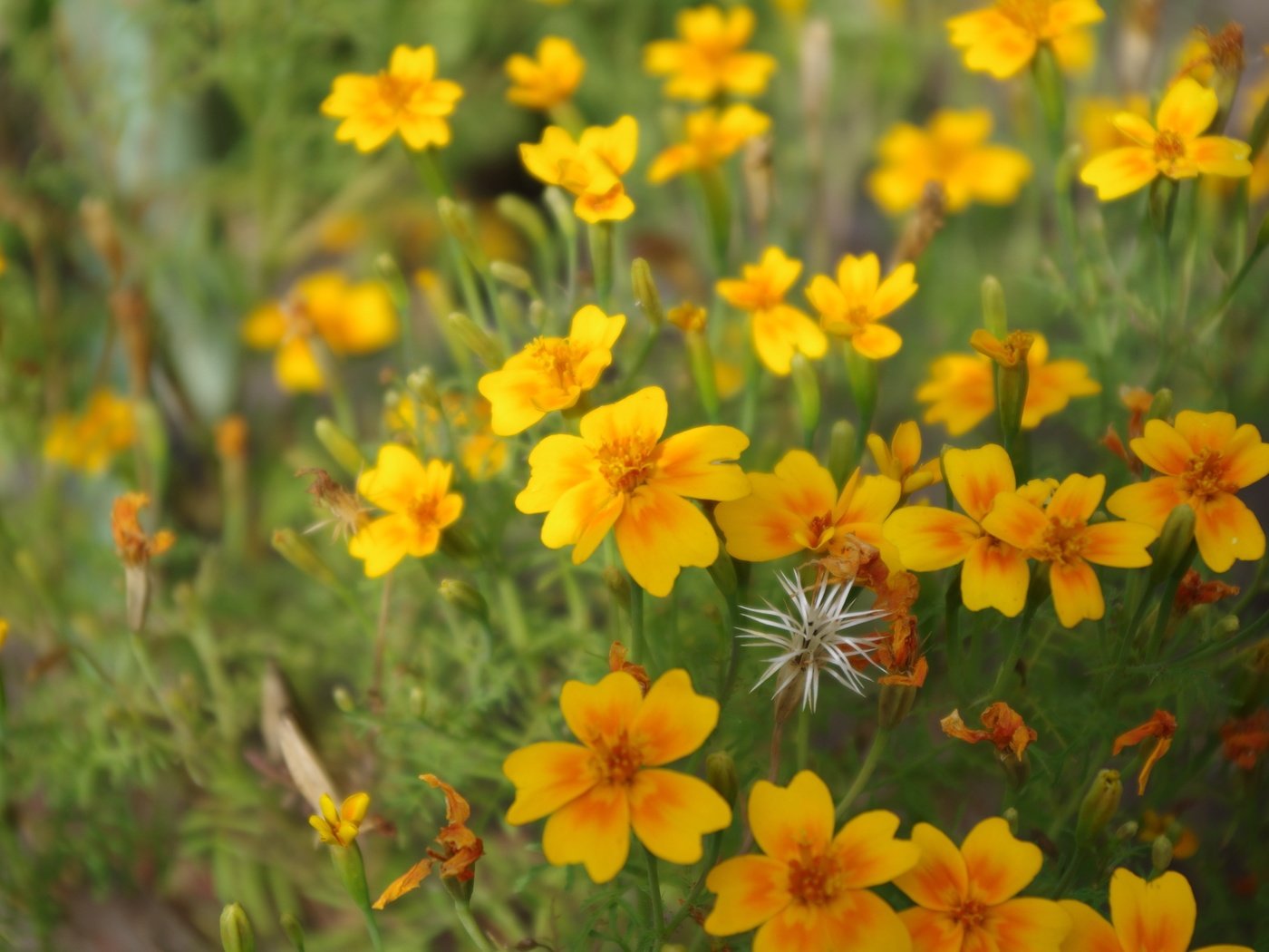 Обои цветы, лепестки, желтые, полевые цветы, flowers, petals, yellow, wildflowers разрешение 4928x3264 Загрузить