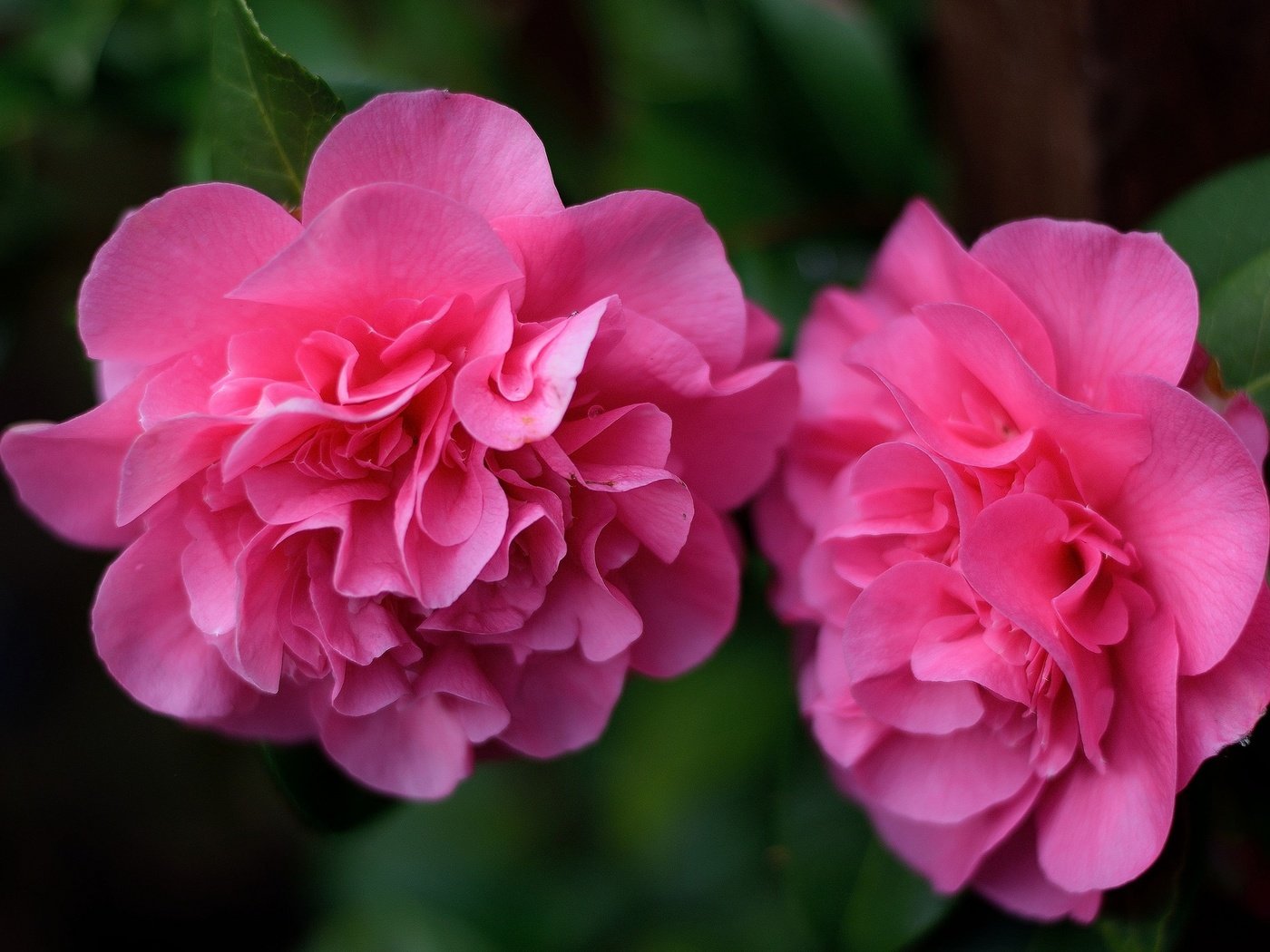 Обои цветы, бутоны, макро, лепестки, камелия, flowers, buds, macro, petals, camellia разрешение 2048x1365 Загрузить