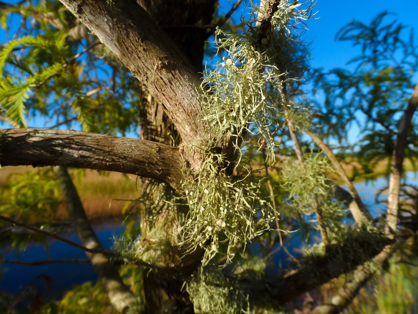 Обои дерево, листья, мох, ствол, растение, крупным планом, tree, leaves, moss, trunk, plant, closeup разрешение 4320x3240 Загрузить