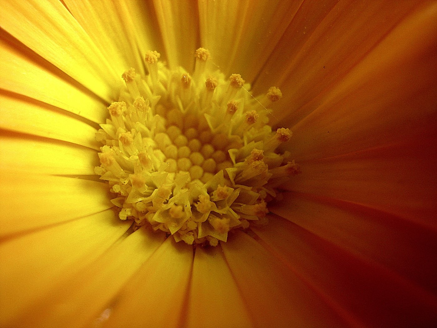 Обои желтый, цветок, лепестки, весна, календула, крупным планом, yellow, flower, petals, spring, calendula, closeup разрешение 3648x2736 Загрузить