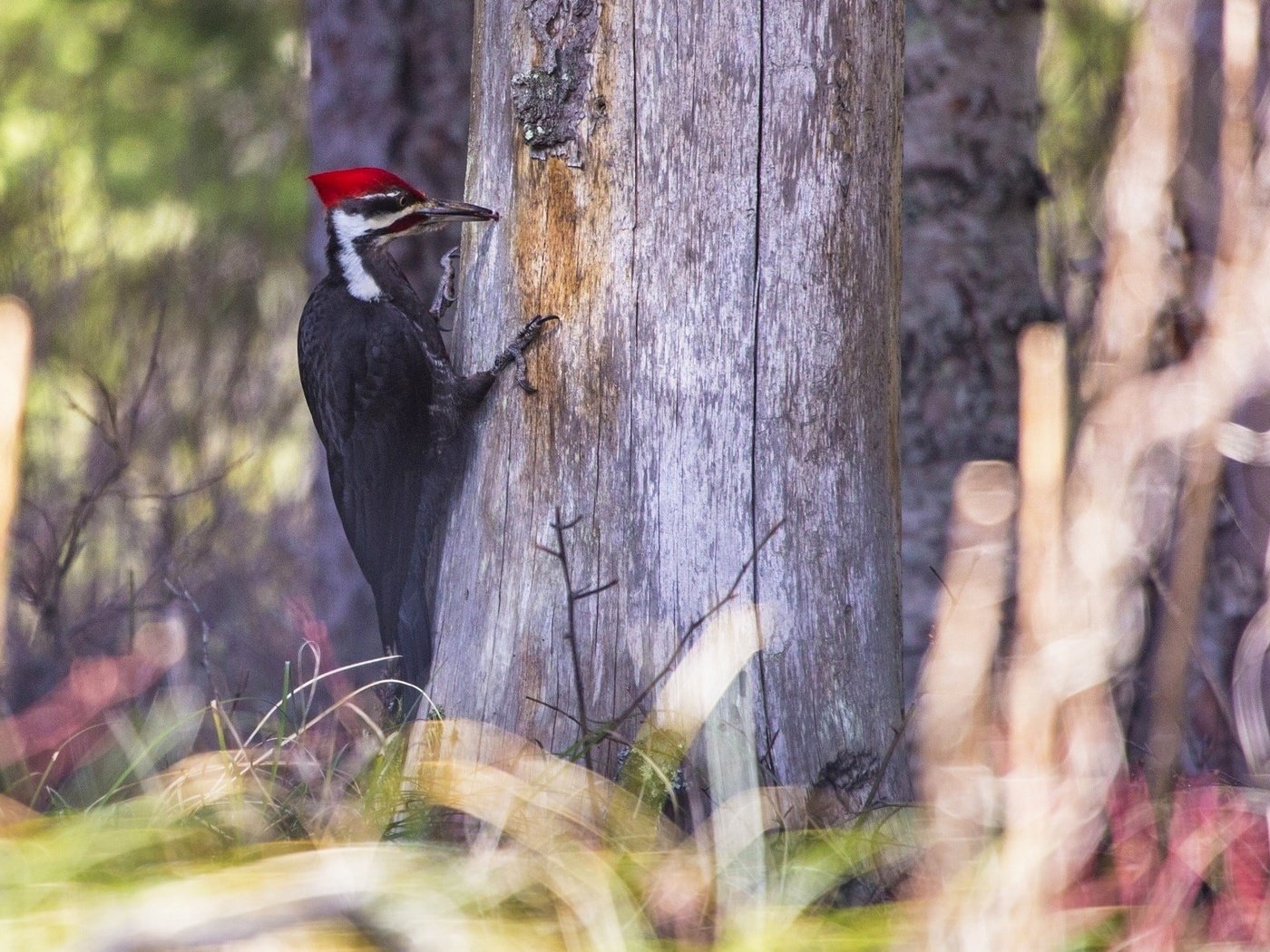 Обои природа, дерево, лес, птица, клюв, дятел, nature, tree, forest, bird, beak, woodpecker разрешение 2000x1204 Загрузить