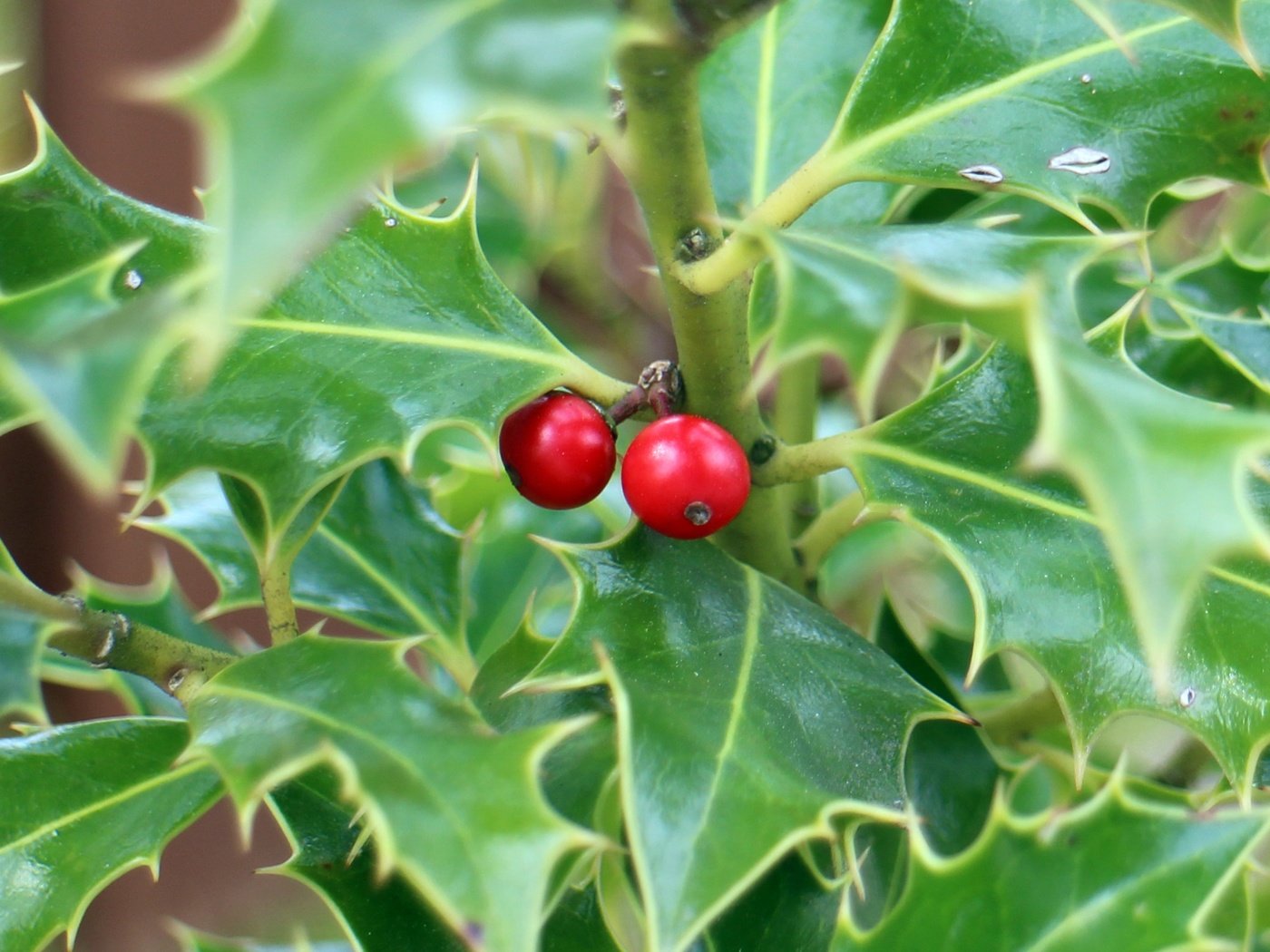 Обои листья, ягоды, растение, кустарник, колючий, падуб, leaves, berries, plant, shrub, barbed, holly разрешение 5184x3204 Загрузить