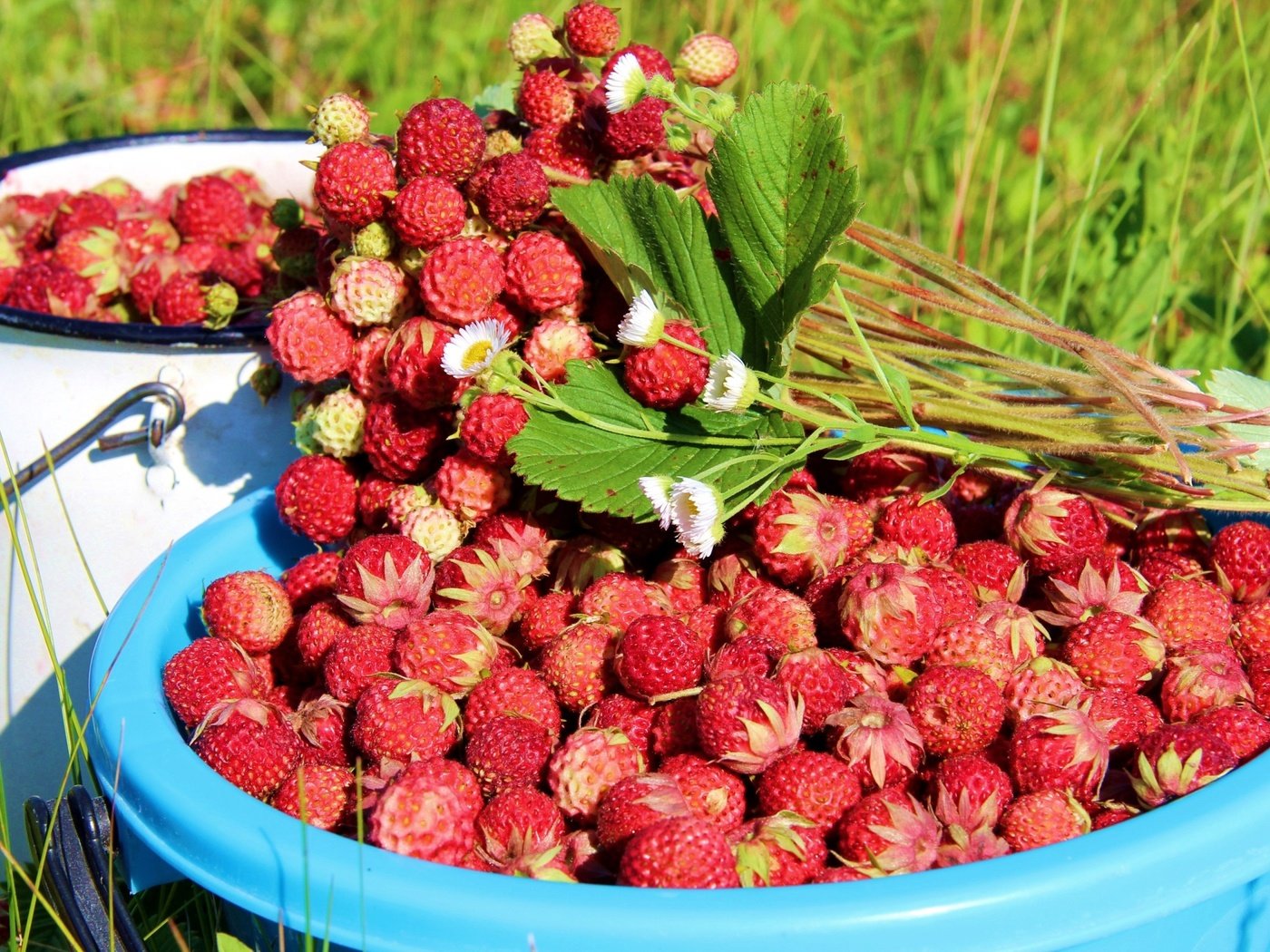 Обои листья, лето, ягоды, земляника, leaves, summer, berries, strawberries разрешение 3048x2000 Загрузить