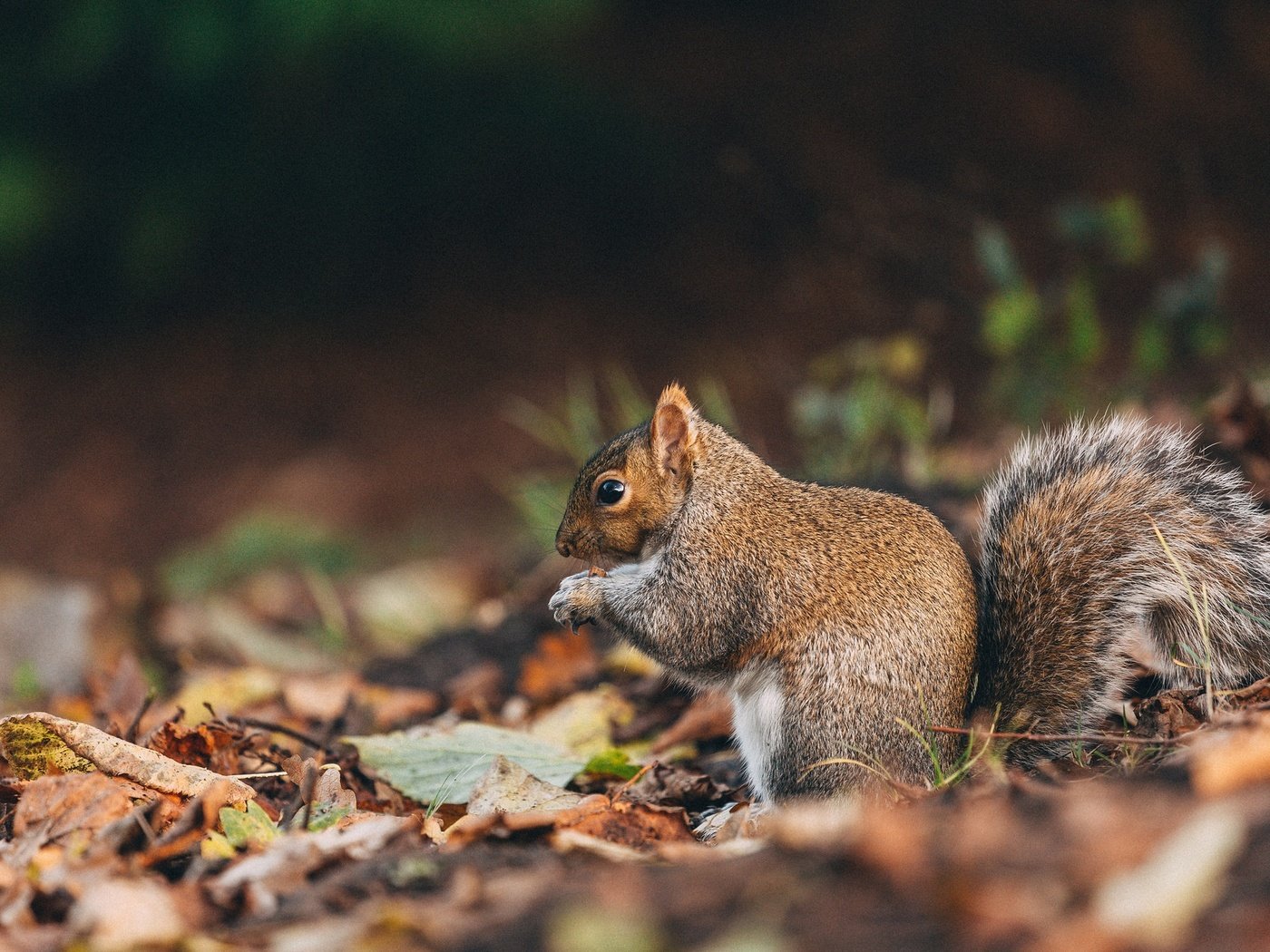 Обои природа, листья, осень, белка, хвост, белочка, пушистая, nature, leaves, autumn, protein, tail, squirrel, fluffy разрешение 2048x1273 Загрузить