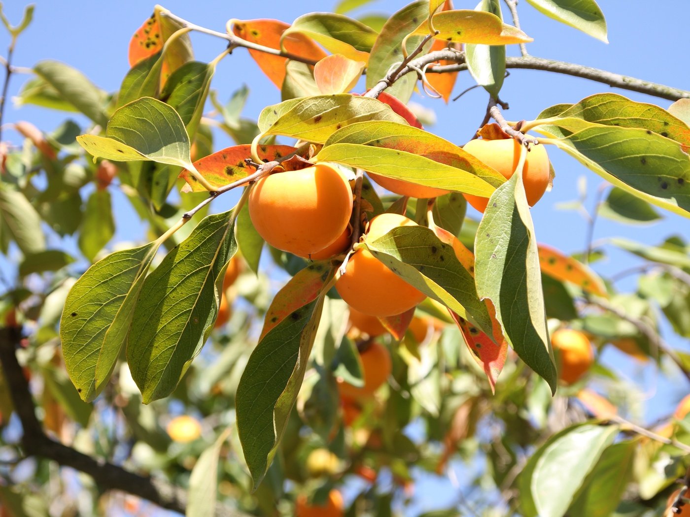 Обои небо, дерево, листья, ветки, фрукты, плоды, хурма, the sky, tree, leaves, branches, fruit, persimmon разрешение 5184x3456 Загрузить