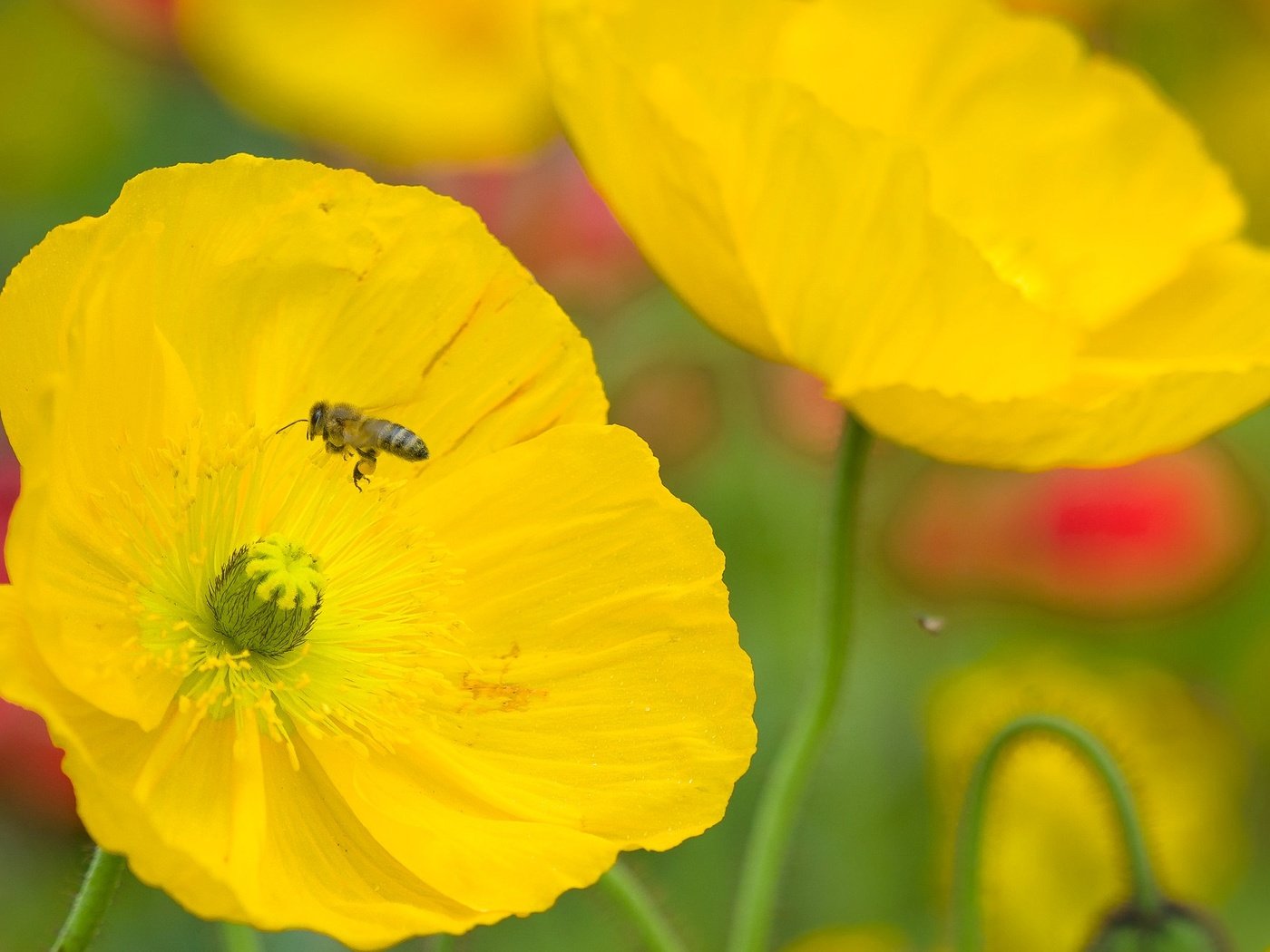 Обои цветы, насекомое, лепестки, мак, пчела, flowers, insect, petals, mac, bee разрешение 2048x1316 Загрузить