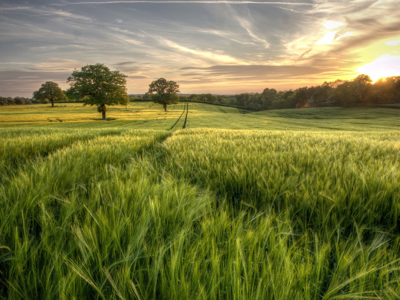 Обои небо, трава, деревья, солнце, зелень, лес, поле, лето, the sky, grass, trees, the sun, greens, forest, field, summer разрешение 2048x1363 Загрузить