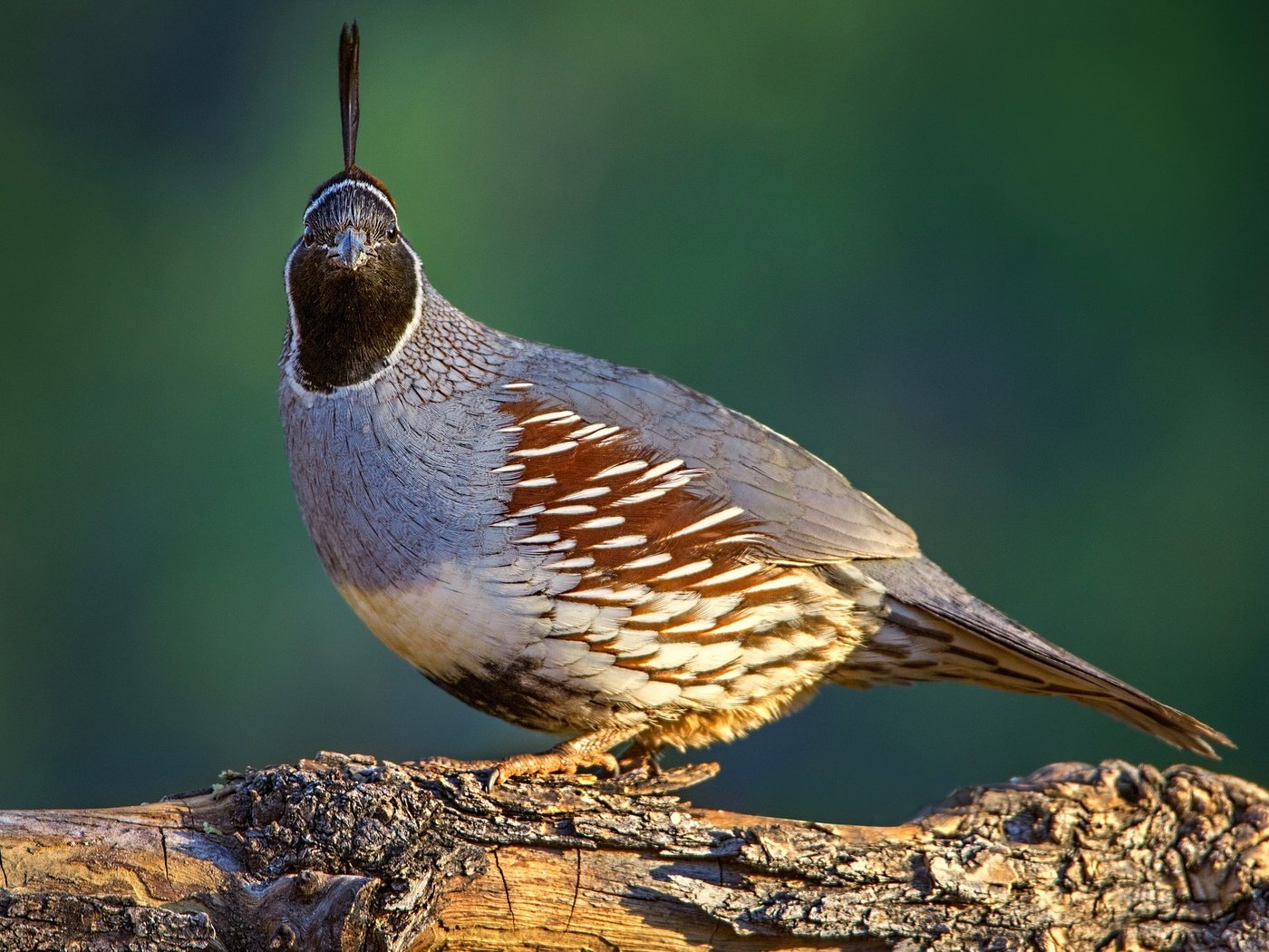 Обои природа, птица, клюв, перья, перепел, шлемоносный хохлатый перепел, nature, bird, beak, feathers, quail, common quail crested разрешение 2048x1407 Загрузить