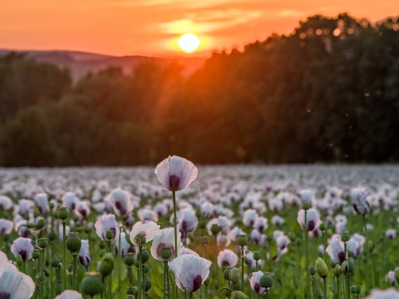 Обои цветы, деревья, солнце, природа, закат, поле, маки, matthias ludwig, flowers, trees, the sun, nature, sunset, field, maki разрешение 2560x1442 Загрузить