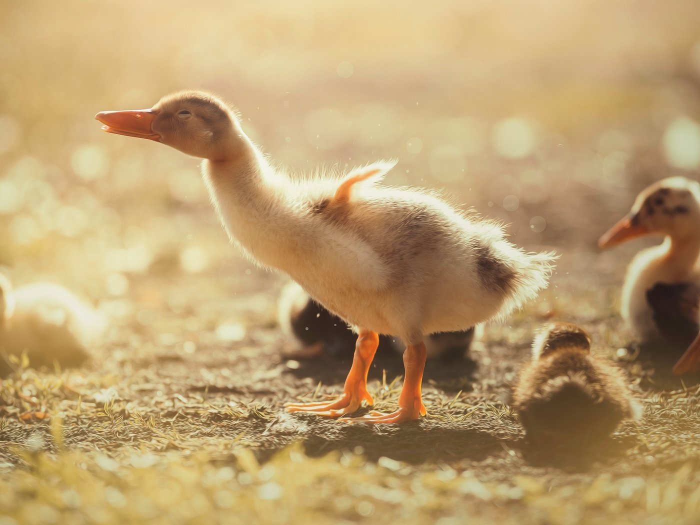 Обои птенец, утенок, природа, птицы, клюв, перья, утята, утки, птенцы, chick, nature, birds, beak, feathers, ducklings, duck, chicks разрешение 5472x3078 Загрузить