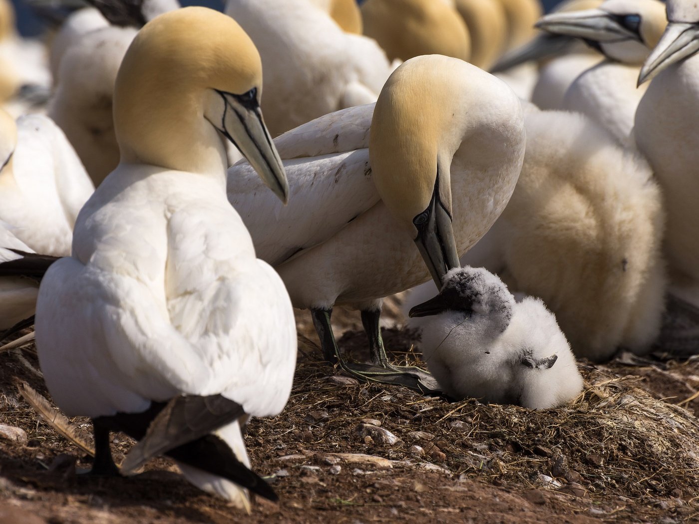 Обои птенец, птицы, клюв, перья, олуша, северная олуша, chick, birds, beak, feathers, gannet, the northern gannet разрешение 2048x1292 Загрузить