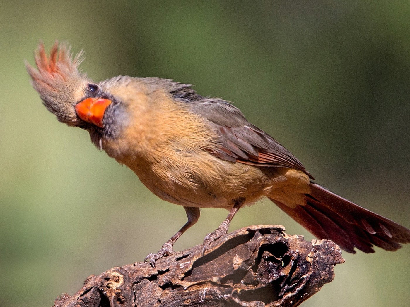 Обои птица, клюв, хвост, кардинал, красный кардинал, bird, beak, tail, cardinal, red cardinal разрешение 2048x1152 Загрузить