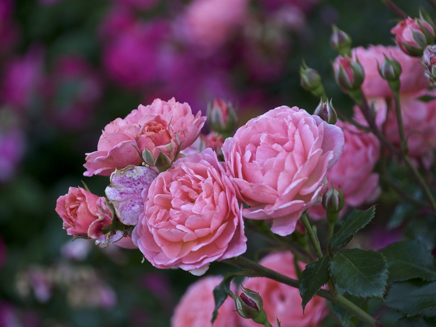 Обои цветы, листья, розы, лепестки, размытость, розовые, куст, flowers, leaves, roses, petals, blur, pink, bush разрешение 2000x1333 Загрузить