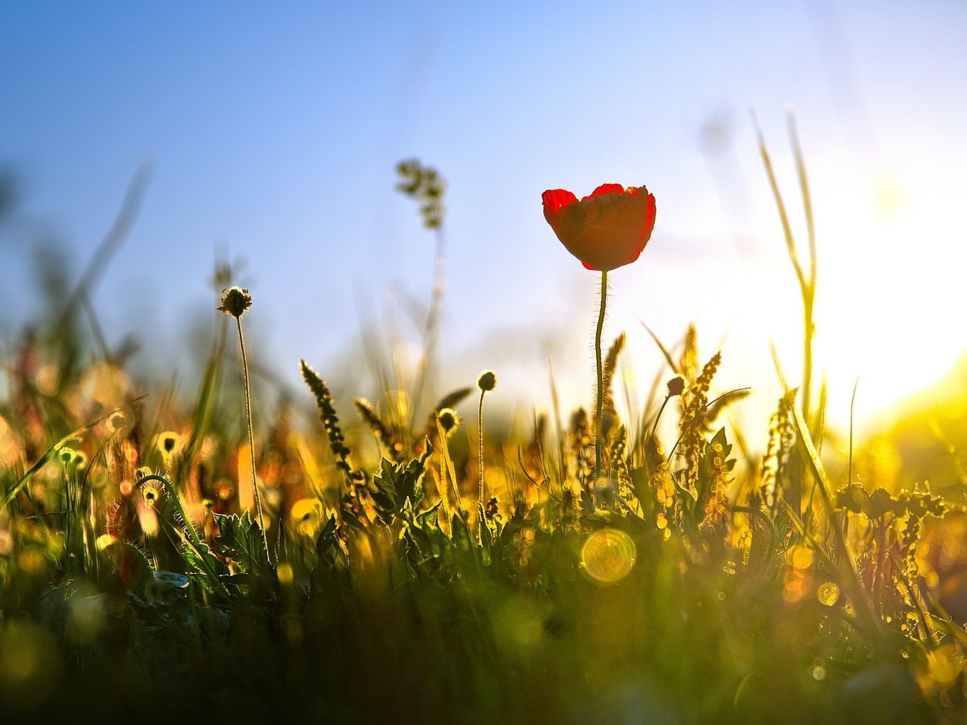 Обои свет, трава, природа, лето, тюльпан, полевые цветы, light, grass, nature, summer, tulip, wildflowers разрешение 2048x1088 Загрузить