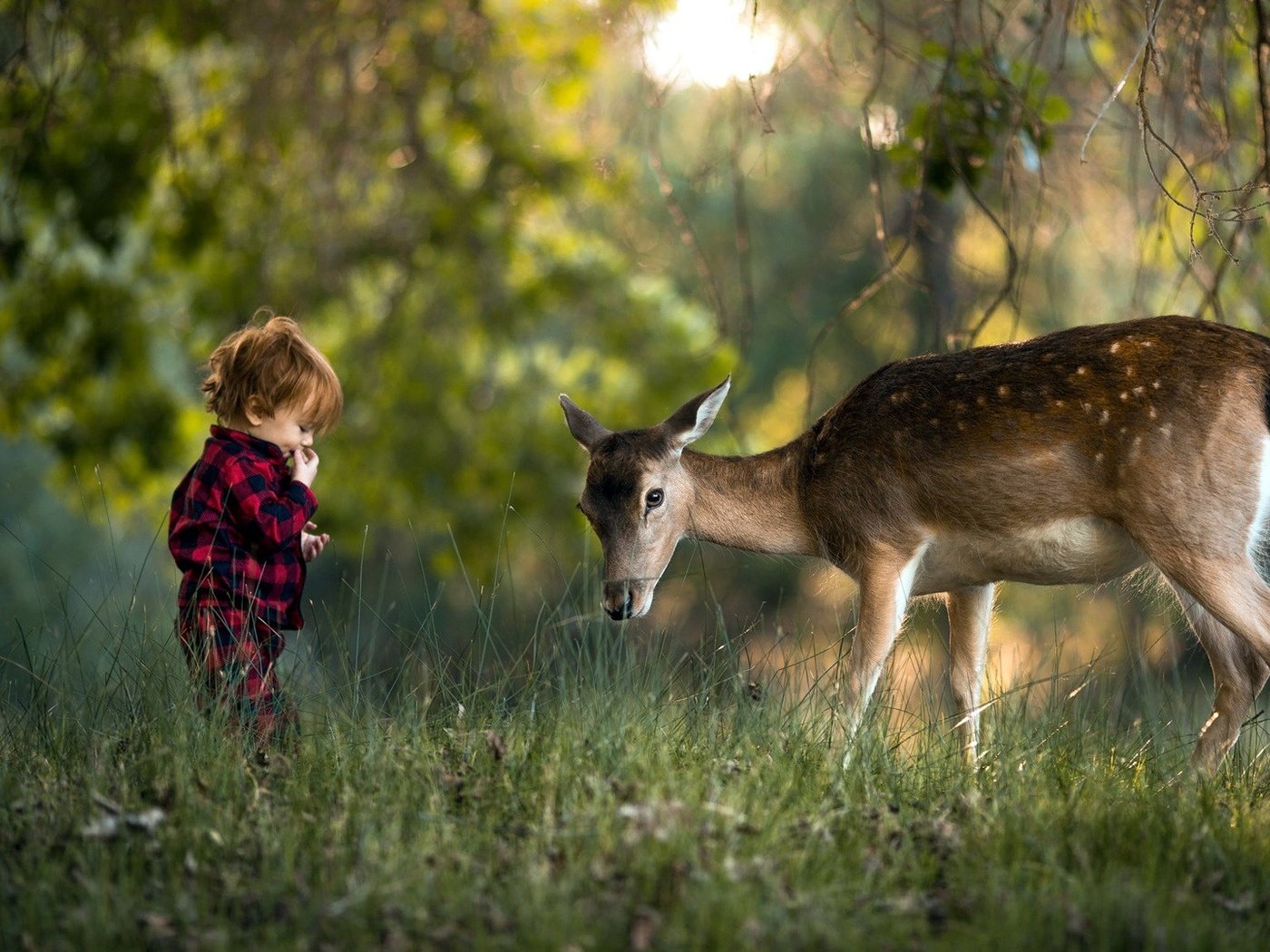 Обои трава, природа, лес, олень, ребенок, мальчик, grass, nature, forest, deer, child, boy разрешение 1920x1080 Загрузить