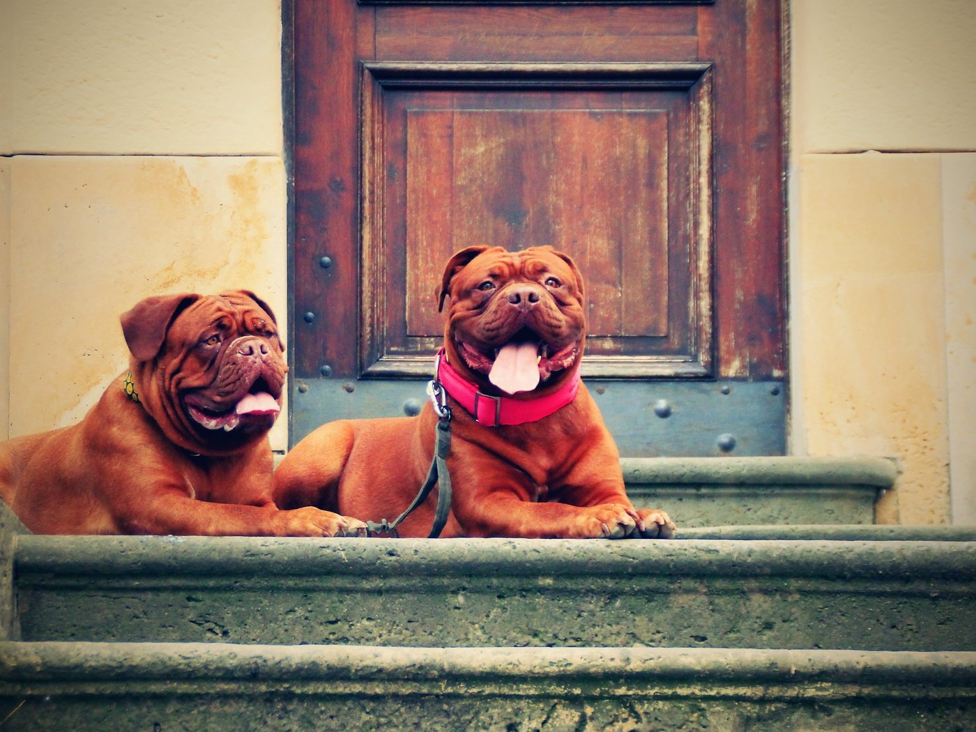 Обои лестница, улица, собаки, бордоский дог, ladder, street, dogs, dogue de bordeaux разрешение 4604x3296 Загрузить