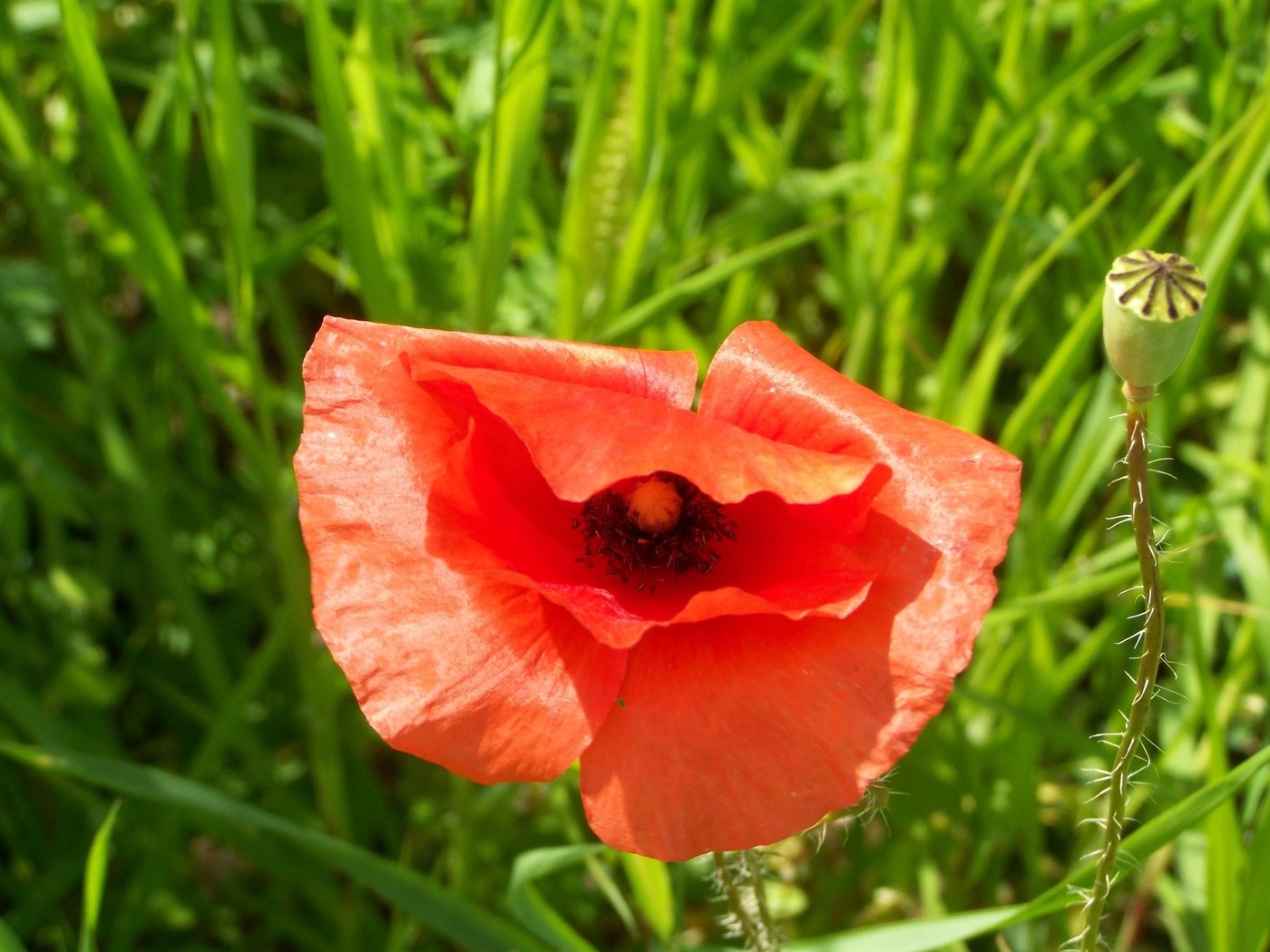 Обои трава, цветок, лепестки, красный, мак, бутон, grass, flower, petals, red, mac, bud разрешение 3072x2304 Загрузить